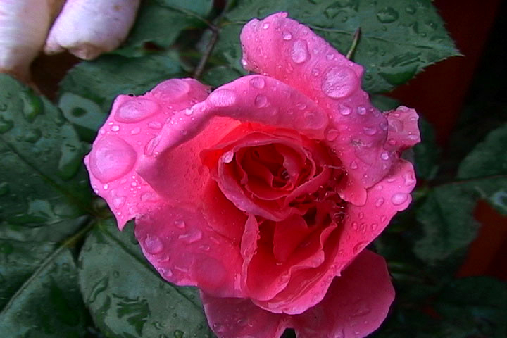 pink rose flowers pictures. This pretty rose covered in