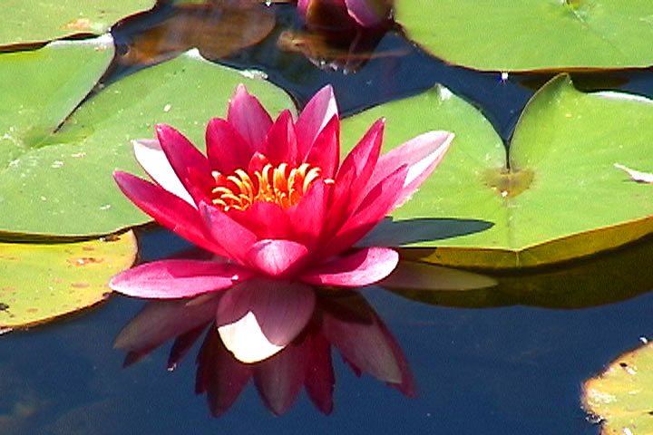 Flowers On Water